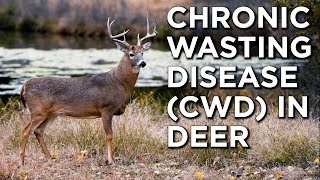 Chronic Wasting Disease CWD In Whitetail Deer  What Is It And How Does It Affect Deer Herds [upl. by Enniroc387]