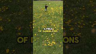 Run through a Field of Dandelions shorts [upl. by Amliv3]