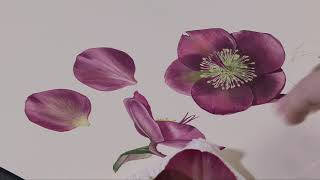 Billy Showell ⎮Painting Hellebore Stamens  Preview ⎮ Watercolour Beautiful [upl. by Amron]