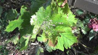 Grape Vine problems Bugs Grapeleaf Skeletonizer Harrisina americana [upl. by Hartzell901]