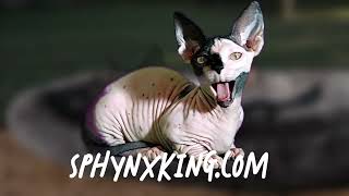 6 Week Old Hairless Kittens Born 8824  Sphynx Elf Bambino Dwelf Kittens  wwwSphynxKingcom [upl. by Ansell]