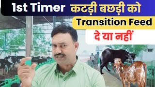 Heifer को Transition feed दें या नहीं transaction feed for Heifer Cow [upl. by Aitan]