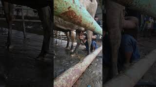 injection udder dry cowcow animlas dairyfarming viral ytshorts [upl. by Aretina751]