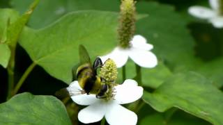 Bumblebeemimicking Flower Fly フタガタハラブトハナアブ♂＠ドクダミ訪花 [upl. by Waylen]