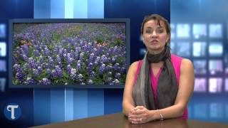 Bluebonnets at UT Austin feature Aggie maroon [upl. by Derdlim]