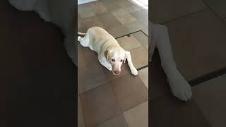 chowder timehighlights viralvideo happy animals labrador [upl. by Laurita171]