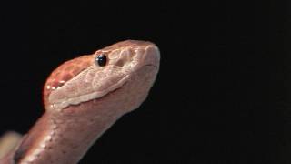 Floridas Venomous Snakes 0110  Copperheads [upl. by Gherardo]