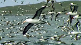 Worlds Largest Albatross Colony  Blue Planet  BBC Earth [upl. by Relyt]