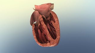 Overview of Heart Failure and Common Treatment Options [upl. by Coffin]