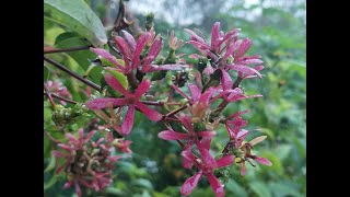 Heptacodium miconoides ❤️ Arbusto que Fascina a los ABEJORROS en Octubre Tesoro para Tu Jardín [upl. by Miyasawa]