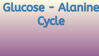 Glucose  Alanine cycle ll significance in gluconeogenesis [upl. by Wilen]