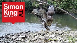 Buzzard Attacks Pigeons  Awesome [upl. by Petes]