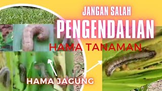 Pengendalian Hama utama yang Menyerang Tanaman Jagung [upl. by Adnohral479]