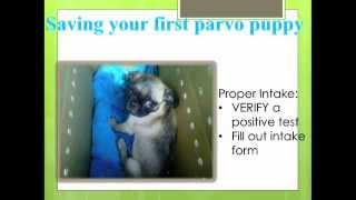 Treating Canine Parvovirus  conference recording [upl. by Anama]