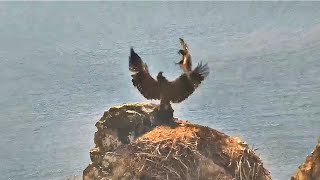 West End  EAGLETS BATTLE ON HISTORIC NEST CHASE AKECHETA FOR FISH KOA FLIES W STICK 😊 62424 [upl. by Aronow68]