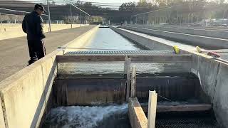 Mokelumne River Fish Hatchery [upl. by Gene317]