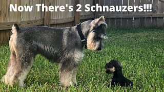 Miniature Schnauzer Madness Should We Have Introduced Another Cute Mini Schnauzer Into The Family [upl. by Notlok]