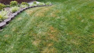 RESULTS  TREATING PYTHIUM WITH FUNGICIDE [upl. by Sheeran711]