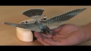 Watch the new Avitron v20 Bionic Remote Controlled Bird fly [upl. by Yehus395]