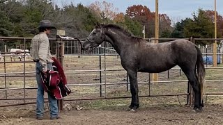 Training day 1 with Wild Mustang “Penny” [upl. by Lac]