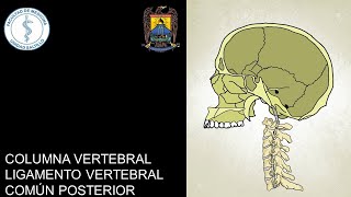 COLUMNA VERTEBRAL I LIGAMENTO VERTEBRAL COMÚN POSTERIOR [upl. by Malachy287]