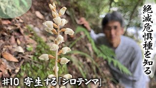 【絶滅危惧種】第10回「光合成しない場所に生きる植物『シロテンマ』」【本田高史／ショクナナ植物研究所】 [upl. by Yrgoerg914]