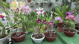 Цветение июль 2024  Cattleya Hardyana sa Cattleya Kienastiana Blc Waianae leopard x Cattleya gu [upl. by Hwu]