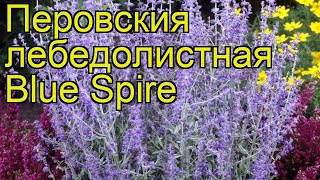 Перовския лебедолистная Голубой Шпиль Краткий обзор описание характеристик где купить саженцы [upl. by Fahey240]