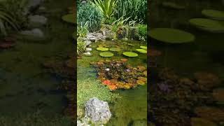 Lilypad dreams miami garden ponds [upl. by Coucher]