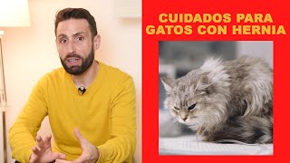 ¿Qué cuidados debo tener con un gato con hernia umbilical [upl. by Anneyehc]