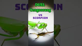 Duel Cengcorang vs Scorpion Mantis Vs Scorpion shorts shortvideo shortsviral [upl. by Miyasawa819]