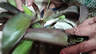 Dracaena plant care How to care and propagate Dracaena plant । [upl. by Buyers]