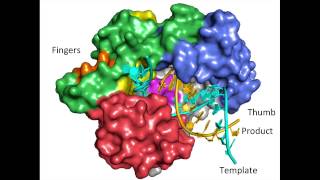 Virology Lecture Picornaviruses [upl. by Doomham136]