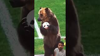 Animal football 😁 football dog animals messi shayankokoa1 worldcup cr7 shortviral status [upl. by Myrle947]