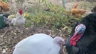 Lavender amp Buff Orpington Flock mourned in the mornin Part 2 backyardchickens [upl. by Philips]