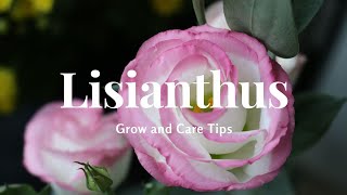 Lisianthus Grow and Care Tips [upl. by Aelam648]