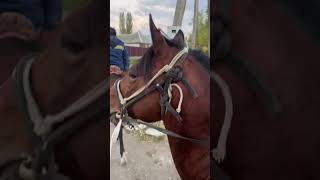 Кокпардан қайтқанда👍horse horsefan horseshow кокпар жуалы [upl. by Clarie]