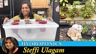 Growing plants without soil  Hydroponics Setup at home in Tamil [upl. by Bonnell]