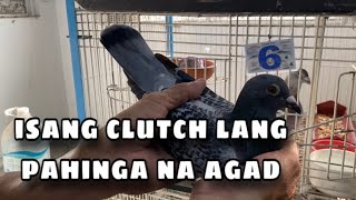 ISANG CLUTCH LANG PAHINGA NA AGAD Reggie Cruz Loft amp Aviary reggiecruzloftandaviary racingpigeon [upl. by Elleiad]