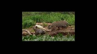 Jaguar hunting a Yacare Caiman wildlife caiman jaguar [upl. by Nosidam]