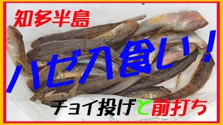 2023年10月 ハゼ釣り 知多半島樽水漁港と横須賀 [upl. by Naraa]