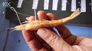 Mounting of cephalic appendages of Prawn [upl. by Ramalahs]