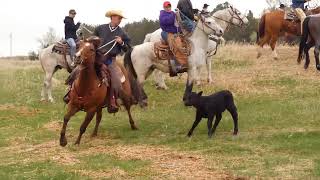 Larsen Ranch Cattle Branding [upl. by Ystap]