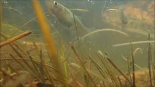 Mosquitofish Gambusia sp Samos Greece [upl. by Valerie]