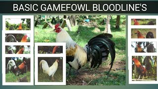 GAME FOWL BLOODLINES Origin amp Characteristics [upl. by Pelpel]