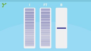 Immunoprecipitation  How to get best results [upl. by Hirsch]