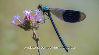 Damselfly [upl. by Adnaval]