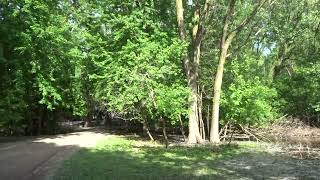 Eastern cottonwoods are spreading fluff [upl. by Ernest403]