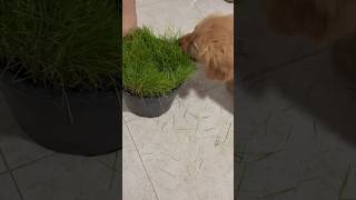 Mi perro se hizo vegano storytime [upl. by Arndt]