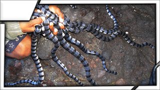 The most dangerous place in the world  Ilha da Queimada Grande Snake Island [upl. by Euqinim]